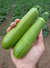 Kabak