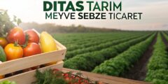 DİTAŞ TARIM MEYVE SEBZE KOM